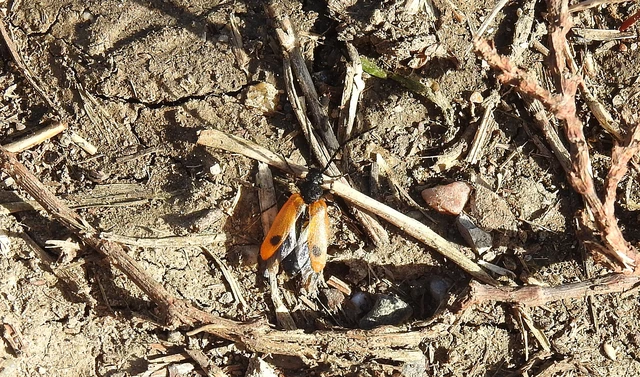 Apalus bimaculatus - kétfoltos élősdibogár