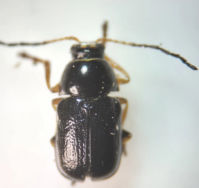 Cryptocephalus bameuli - Bameul-zömökbogár