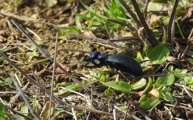 Meloe violaceus - kék nünüke
