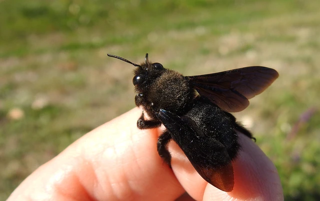 Xylocopa