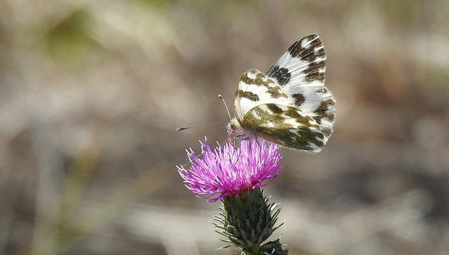 Pontia edusa - rezedalepke