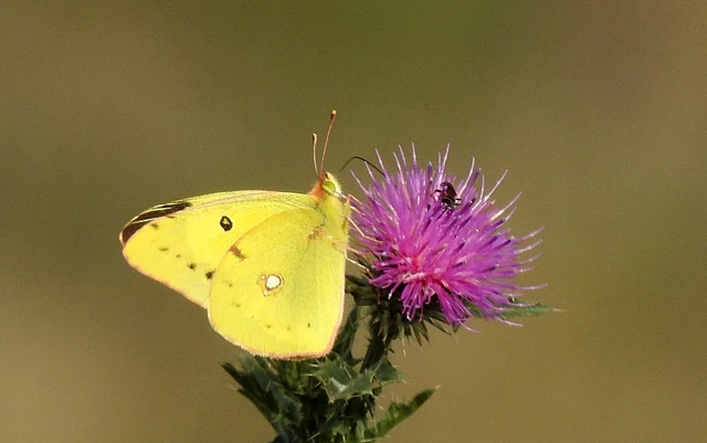 Colias erate - csángó-kéneslepke