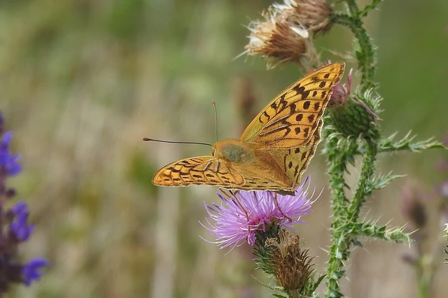 Argynnis pandora - zöldes gyöngyházlepke