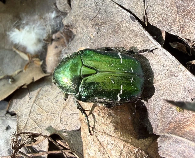 Cetonia aurata - aranyos virágbogár