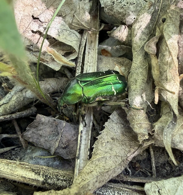 Cetonia aurata - aranyos virágbogár