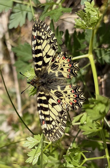 Zerynthia polyxena - farkasalmalepke