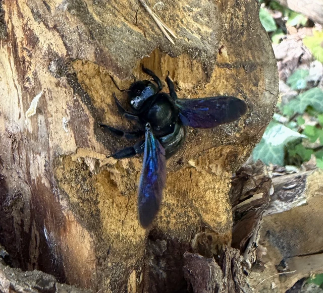 Xylocopa