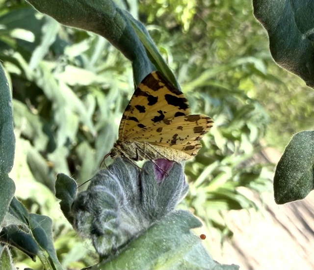 Pseudopanthera macularia - párducfoltos araszoló