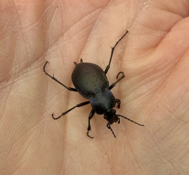 Carabus convexus - selymes futrinka Carabus convexus - selymes futrinka