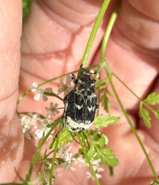 Valgus hemipterus - suta virágbogár