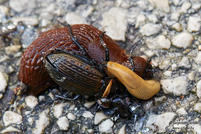 Carabus ulrichii - rezes futrinka Carabus ulrichii - rezes futrinka