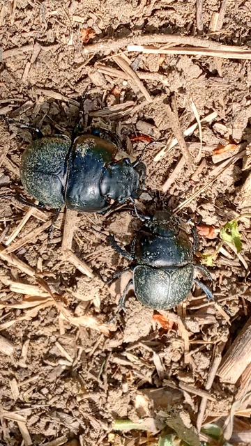 Lethrus apterus - nagyfejű csajkó
