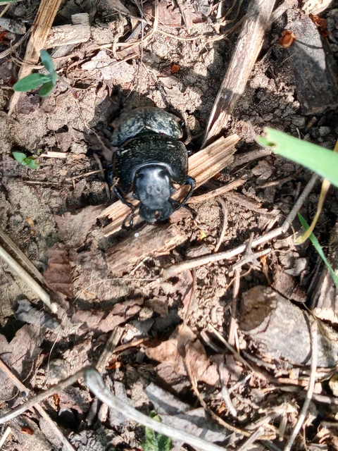 Lethrus apterus - nagyfejű csajkó