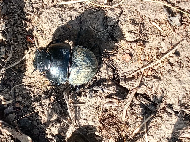 Lethrus apterus - nagyfejű csajkó