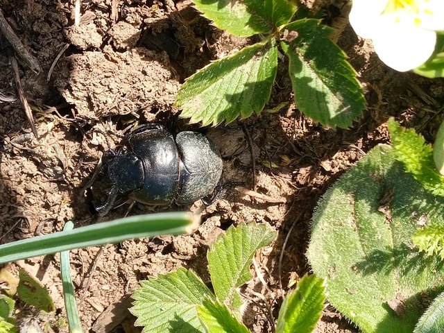 Lethrus apterus - nagyfejű csajkó