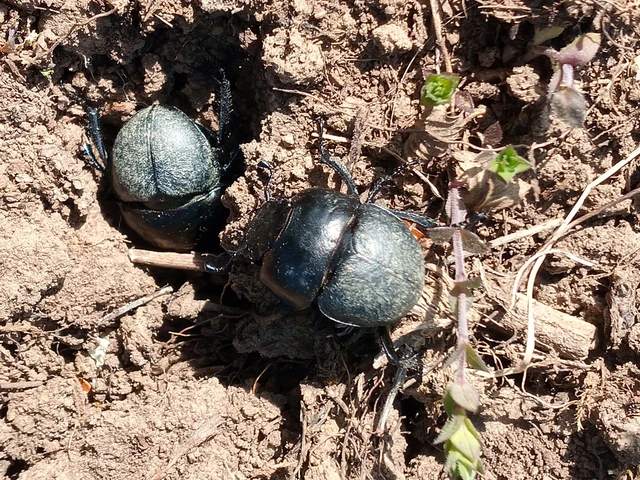 Lethrus apterus - nagyfejű csajkó