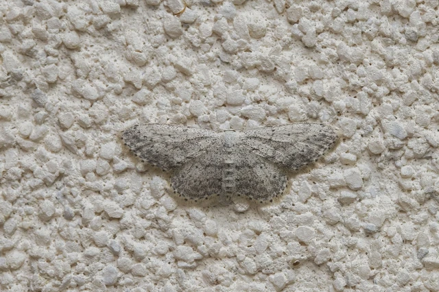 Idaea seriata - szürke apróaraszoló