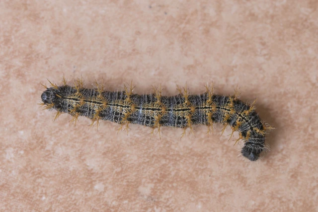 Nymphalis polychloros - nagy rókalepke