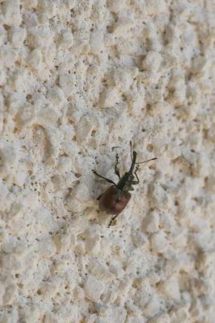 Tatianaerhynchites aequatus - piros kökényeszelény