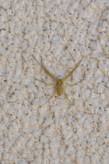 Philodromus