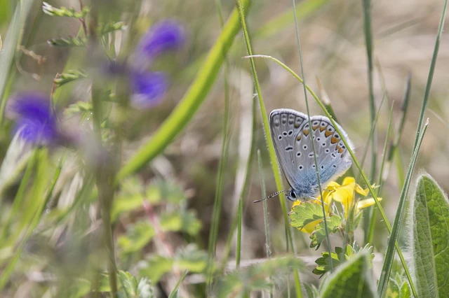 Polyommatus icarus - közönséges boglárka
