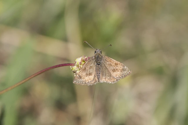 Erynnis tages - cigánylepke