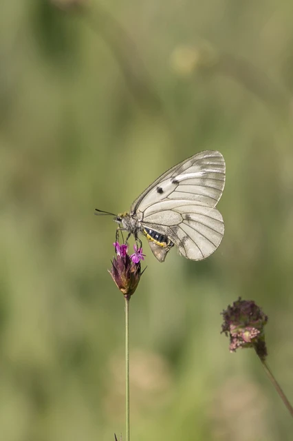Parnassius mnemosyne - kis apollólepke