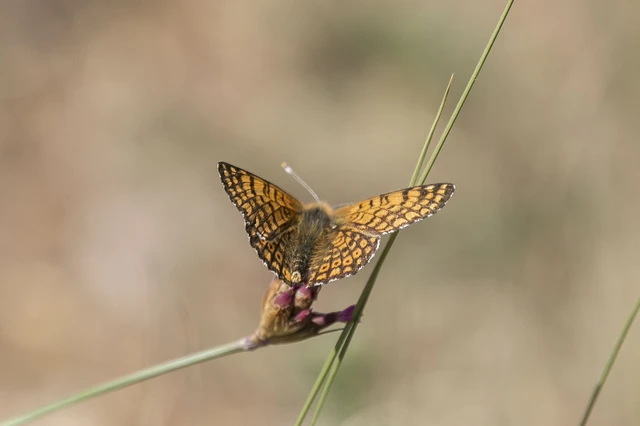 Melitaea cinxia - réti tarkalepke