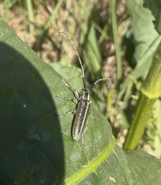 Agapanthia cardui - sávos bogáncscincér