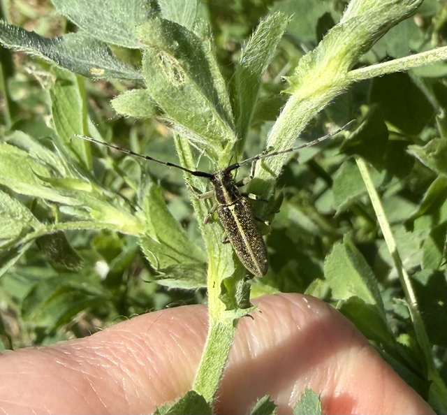 Agapanthia cardui - sávos bogáncscincér