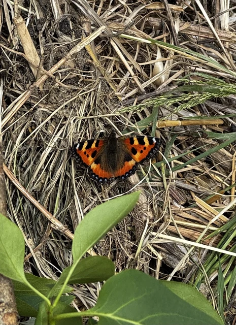 Nymphalis urticae - kis rókalepke Nymphalis urticae - kis rókalepke