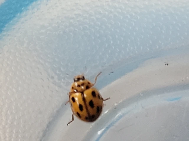 Propylea quatuordecimpunctata - tizennégypettyes füsskata