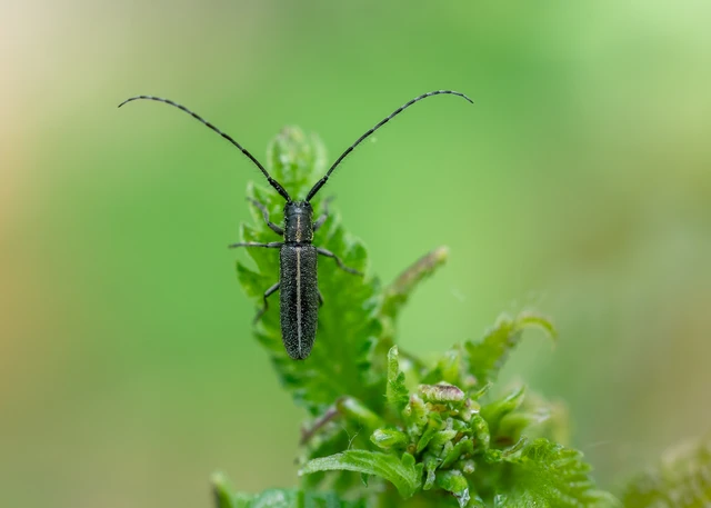 Agapanthia cardui - sávos bogáncscincér