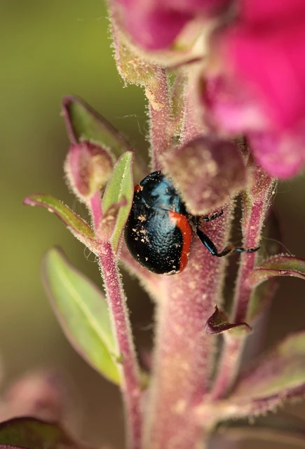 Chrysolina