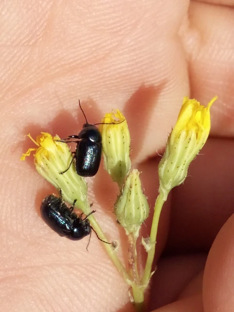 Cryptocephalus violaceus - sötétkék zömökbogár Cryptocephalus violaceus - sötétkék zömökbogár