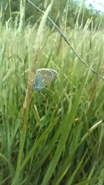 Polyommatus icarus - közönséges boglárka