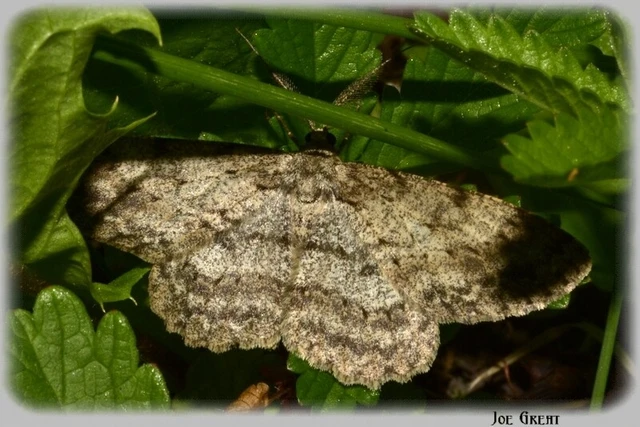 Hypomecis punctinalis - pettyes faaraszoló