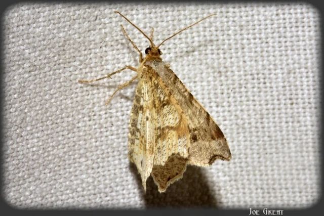 Macaria