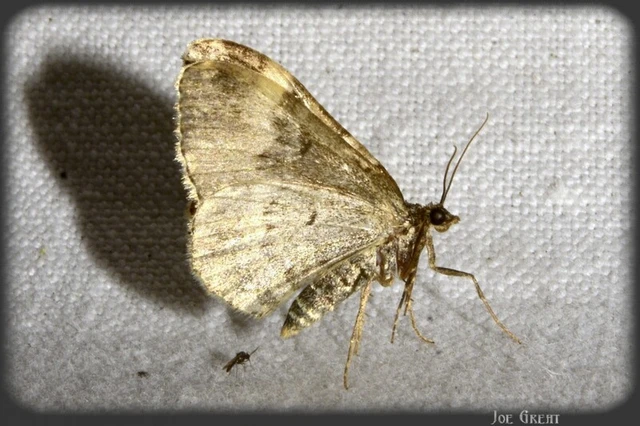 Xanthorhoe fluctuata - közönséges tarkaaraszoló