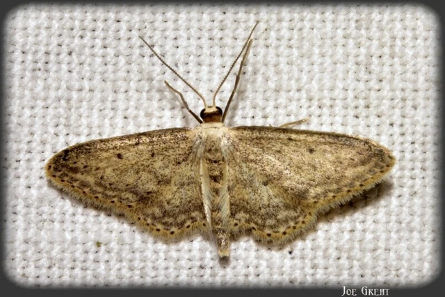 Idaea seriata - szürke apróaraszoló
