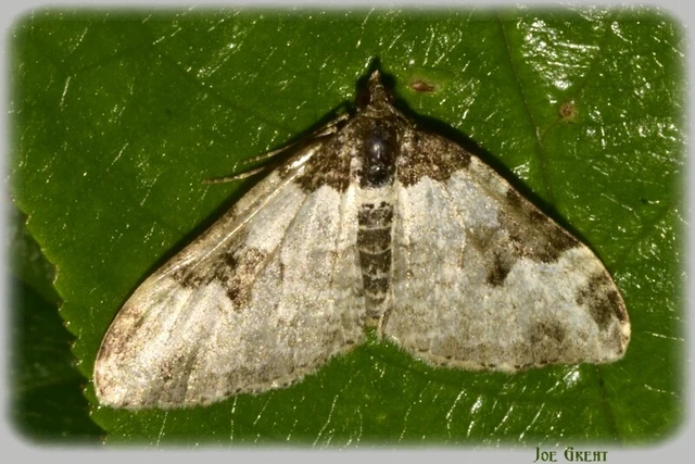 Xanthorhoe fluctuata - közönséges tarkaaraszoló