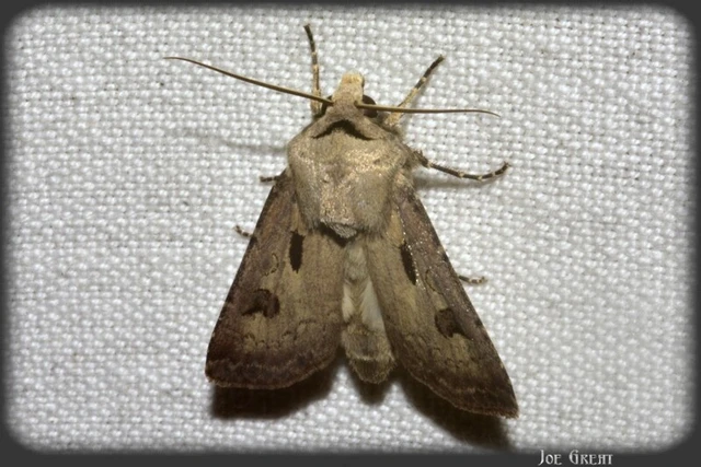 Agrotis exclamationis - felkiáltójeles földibagoly