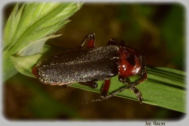 Cantharis rustica - suszterbogár