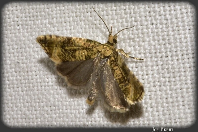 Celypha lacunana - vízparti tükrösmoly
