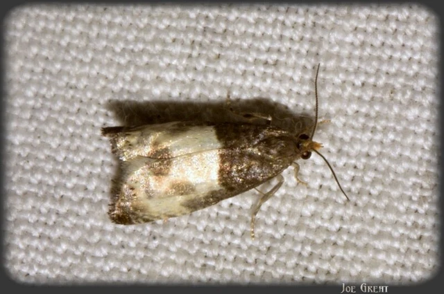 Notocelia cynosbatella - rózsahajtás-tükrösmoly