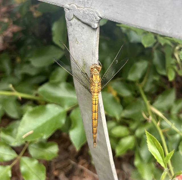 Orthetrum coerulescens - karcsú pásztorszitakötő