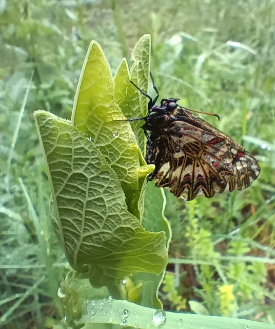 Zerynthia polyxena - farkasalmalepke