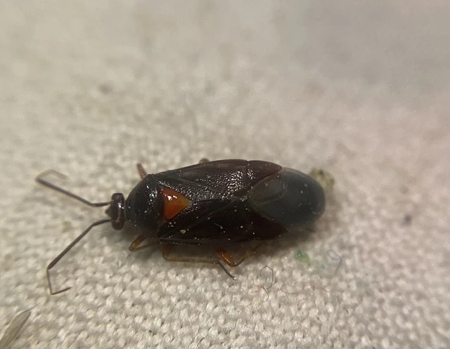 Deraeocoris