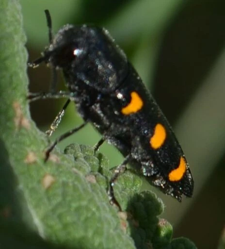 Ptosima undecimmaculata - sárgafoltos díszbogár