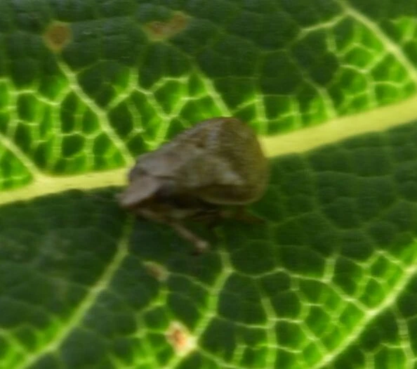 Mycterodus